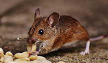24 Hour & Emergency Exterminators in Schubert, PA